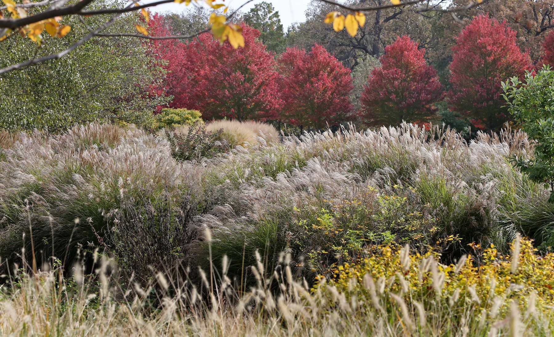 Fall Colors finally start to show in St. Louis